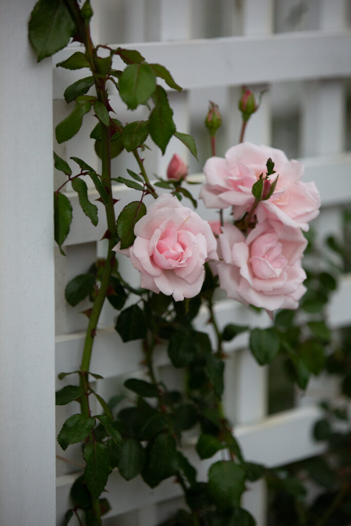 pink garden roses 