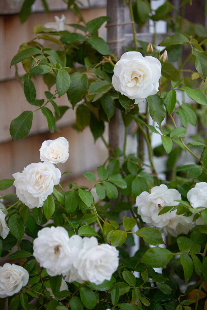 white garden roses 